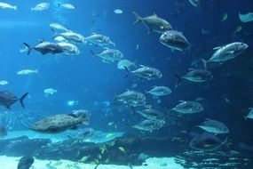 aquarium park fish