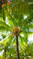 brown ripe coconuts on a palm tree