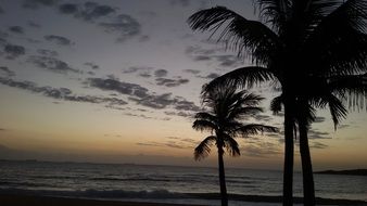 very beautiful coconut tree