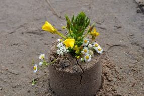 yellow and white sandy daisies