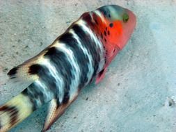 striped tropical fish