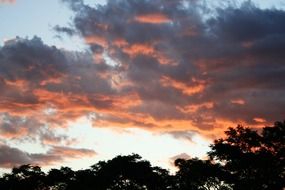orange sunset over the trees
