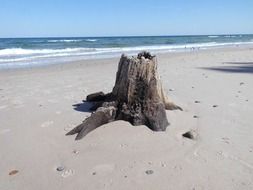old stump on the beach