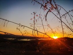 wonderful branches solar