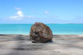 coconut beach