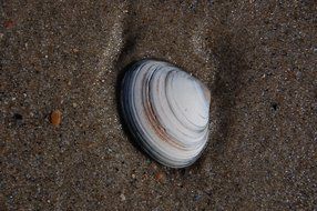 shell in a sand close-up