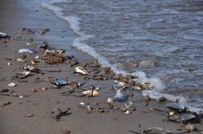 beach, brunswick canada