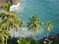 tropical coconut trees