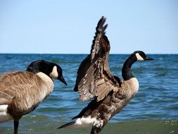 wild geese on beach at ocean