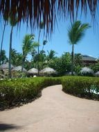 palm trees near the trail at the resort