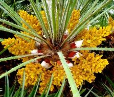 Flowers on the palm