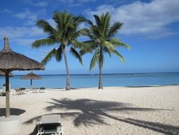 palm trees on the white beach