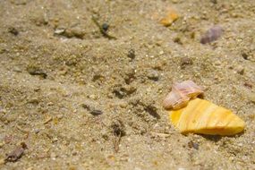 sand shells