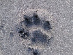 footprint dog on beach