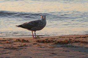 bird on the coast of the Baltic Sea