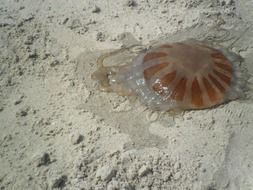 brown and grey dead jellyfish on sand