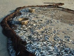 small fish in net on sand