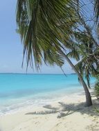tropical palm trees on white sand by the turquoise sea