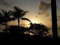 sunset on the background of tropical trees