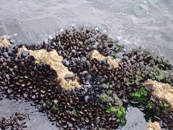 very beautiful sea mussels