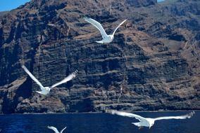 gigantes seagulls flying