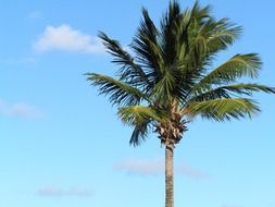 tropical island palm