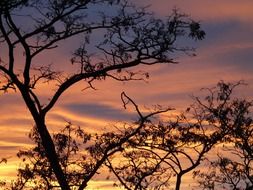 tree against a cloudy sky at dusk