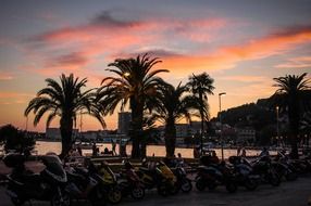 Palm trees at the sunset light