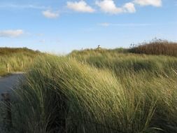 tall grass on the North Sea