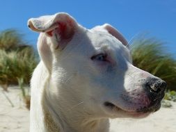 white dog on a sunny beach close up