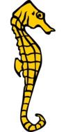 yellow seahorse