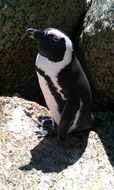 penguin among the rocks on the coast in south africa