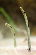 plants in the sand in the aquarium