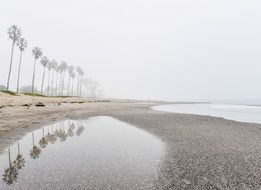 palm trees at gray beach in rainy weather