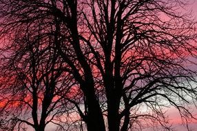 dark pink abendstimmung sunset