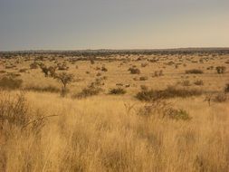 photo of desert savannah in Africa