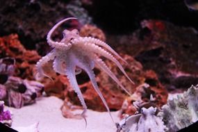 octopus in the underwater world of the ocean
