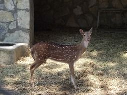 deer in zoo