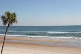lonely palm tree on the beach