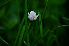 wonderful daisy flower