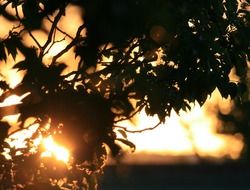 charmingly beautiful tree sunset