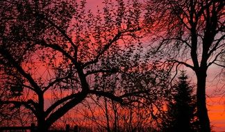 trees against the red sky