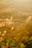 field with yellow grass