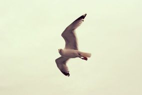 seagull in flight over the ocean