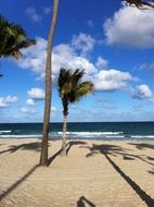 Palms on the beach in Florida