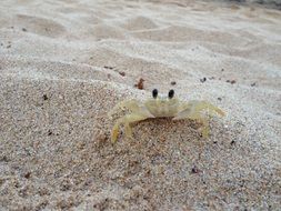 white crab in the sand close up