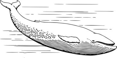 drawing black sea whale