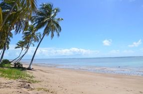 green palm trees on the beach near the water