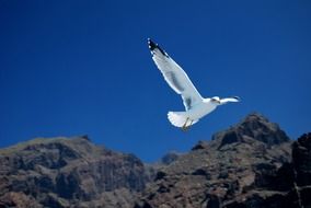 flight of seagulls over the rocks