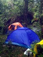 multicolored tents in the forest